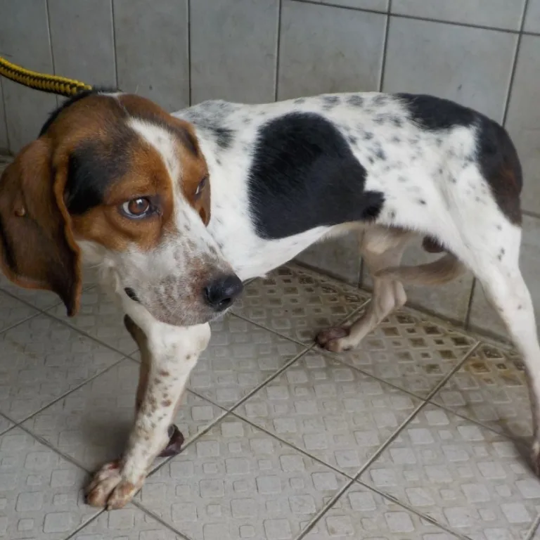 混種犬
