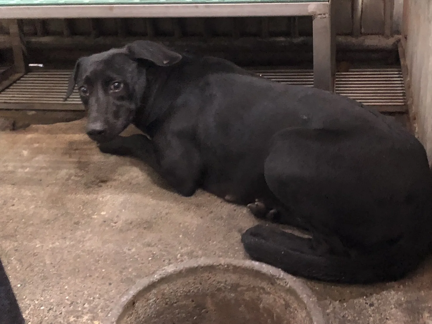 混種犬