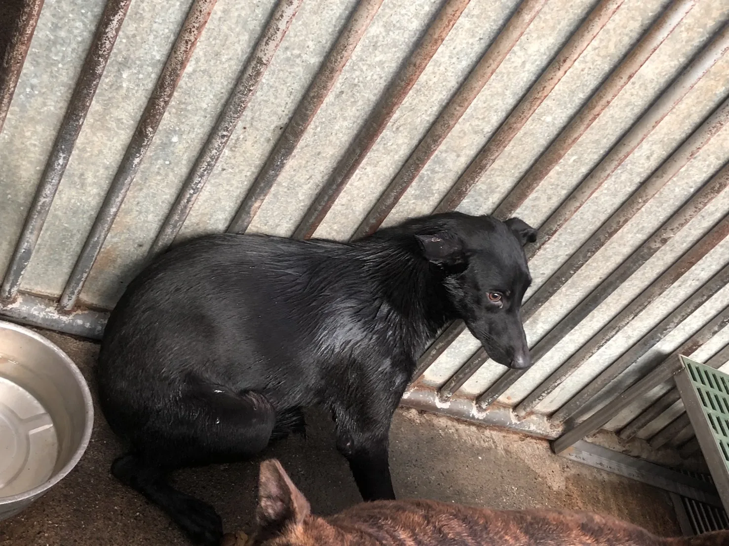 混種犬