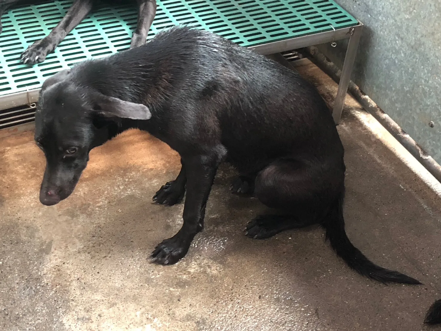 混種犬