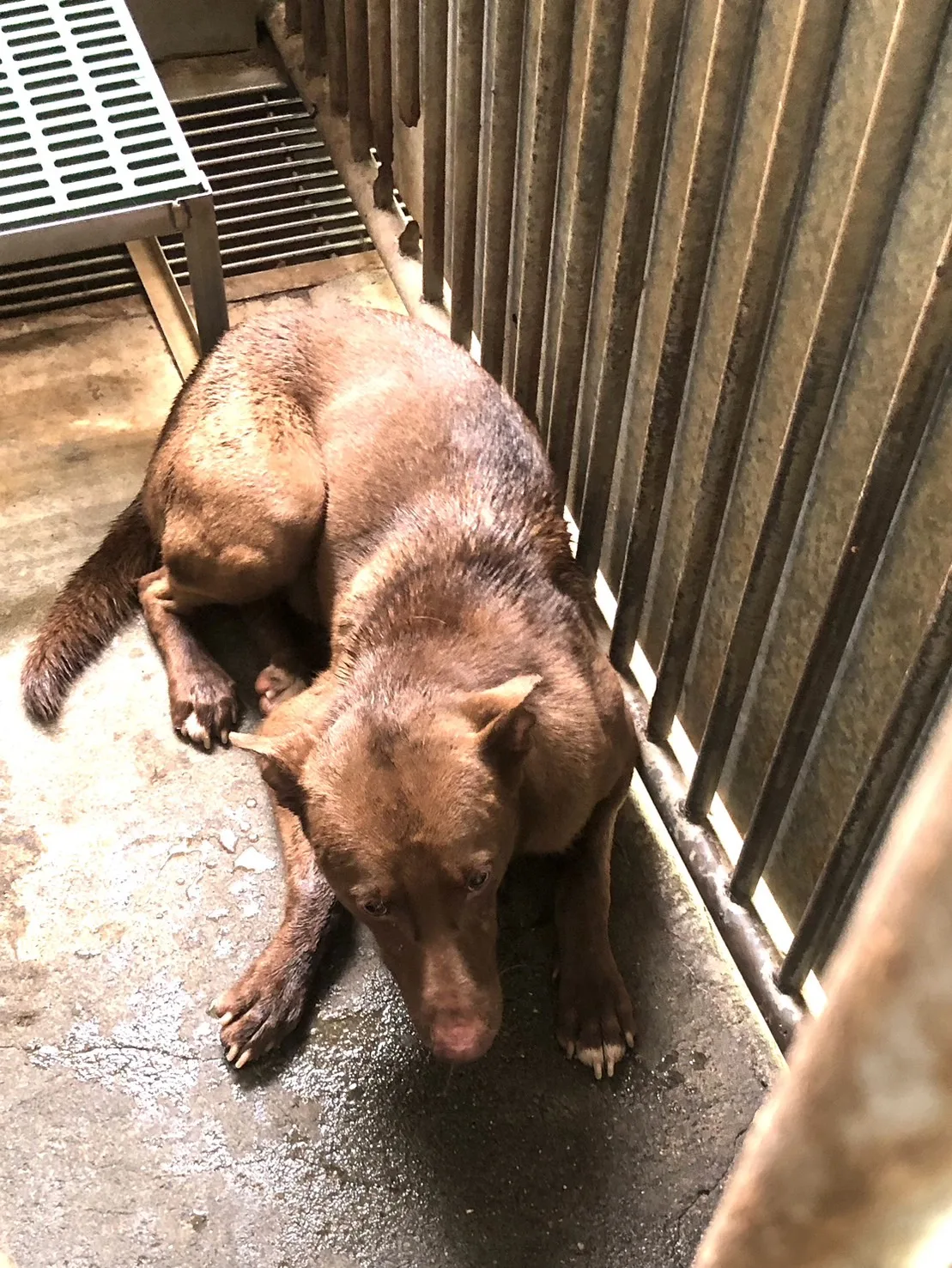 混種犬