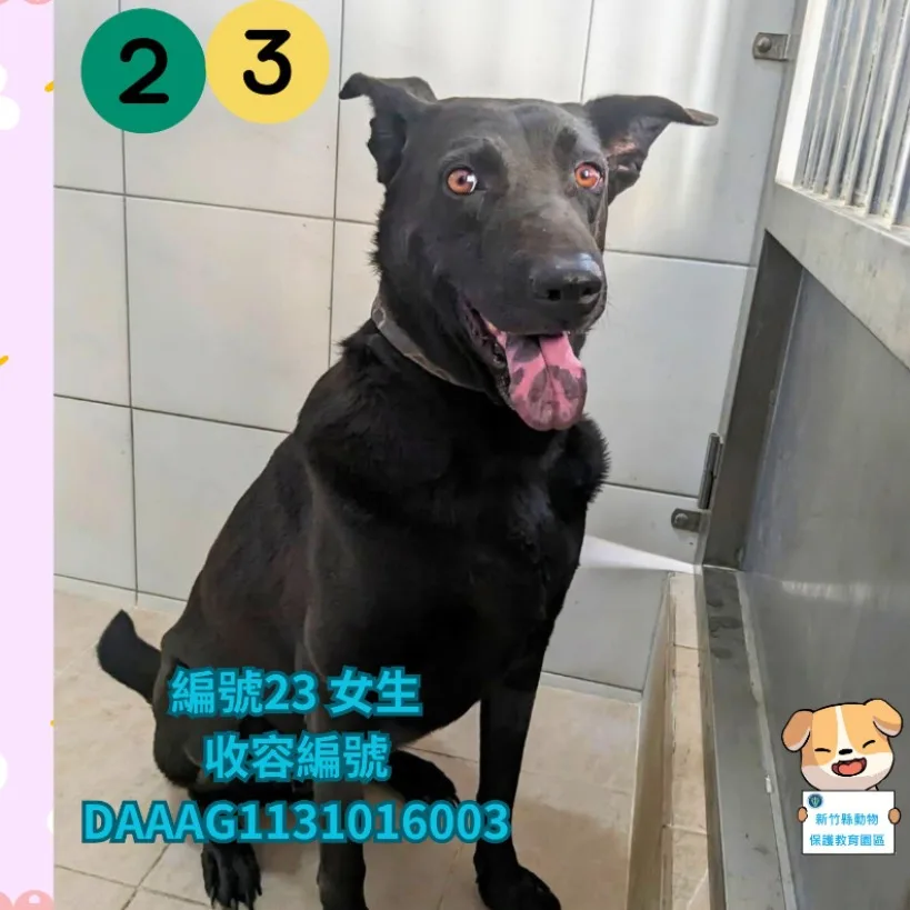 混種犬
