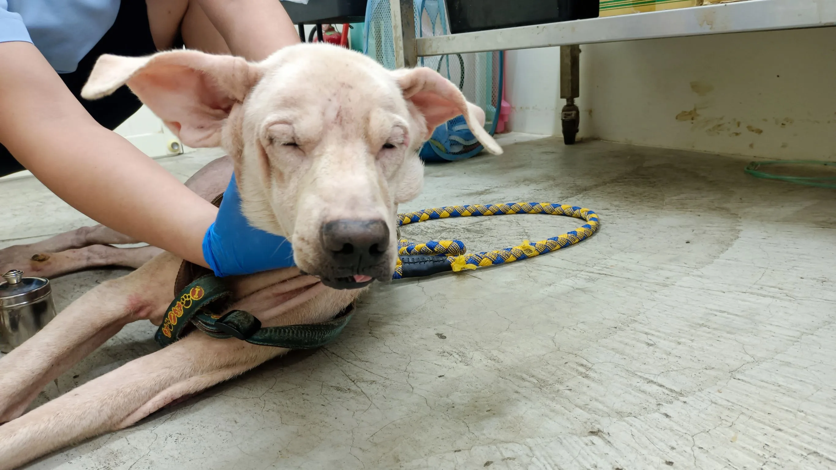 混種犬