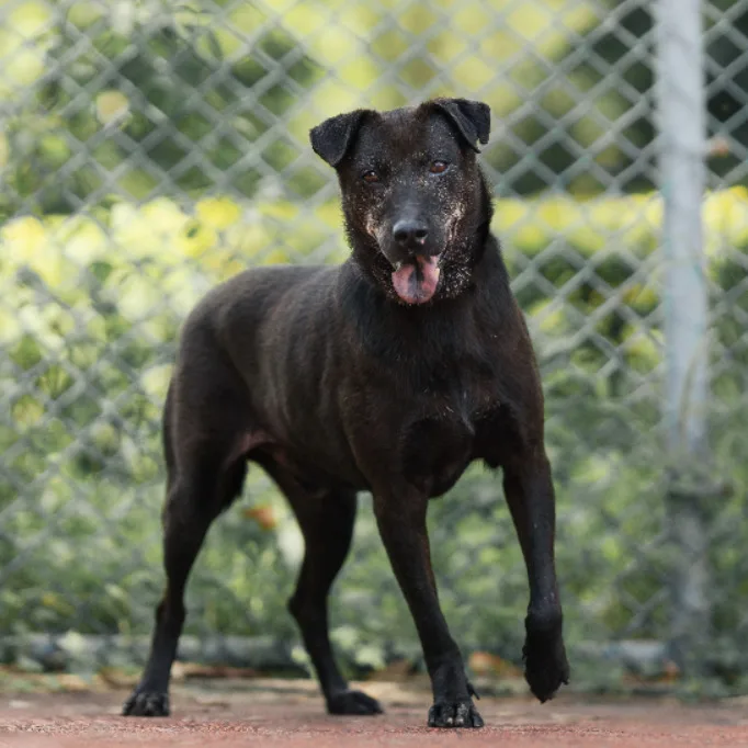混種犬
