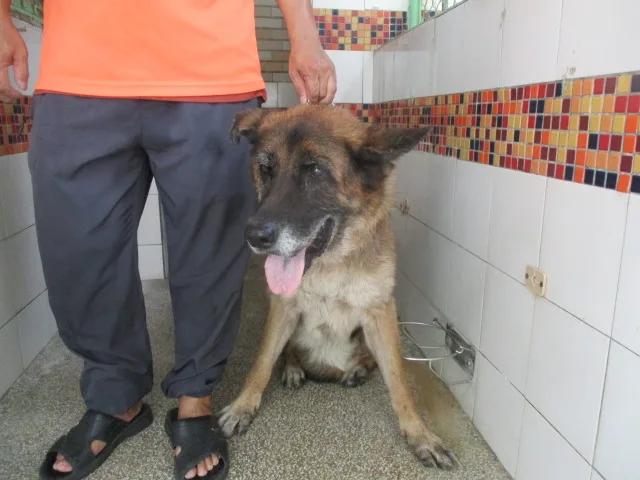 德國狼犬(德國牧羊犬)