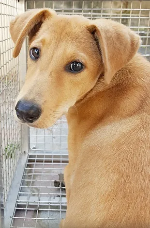 混種犬