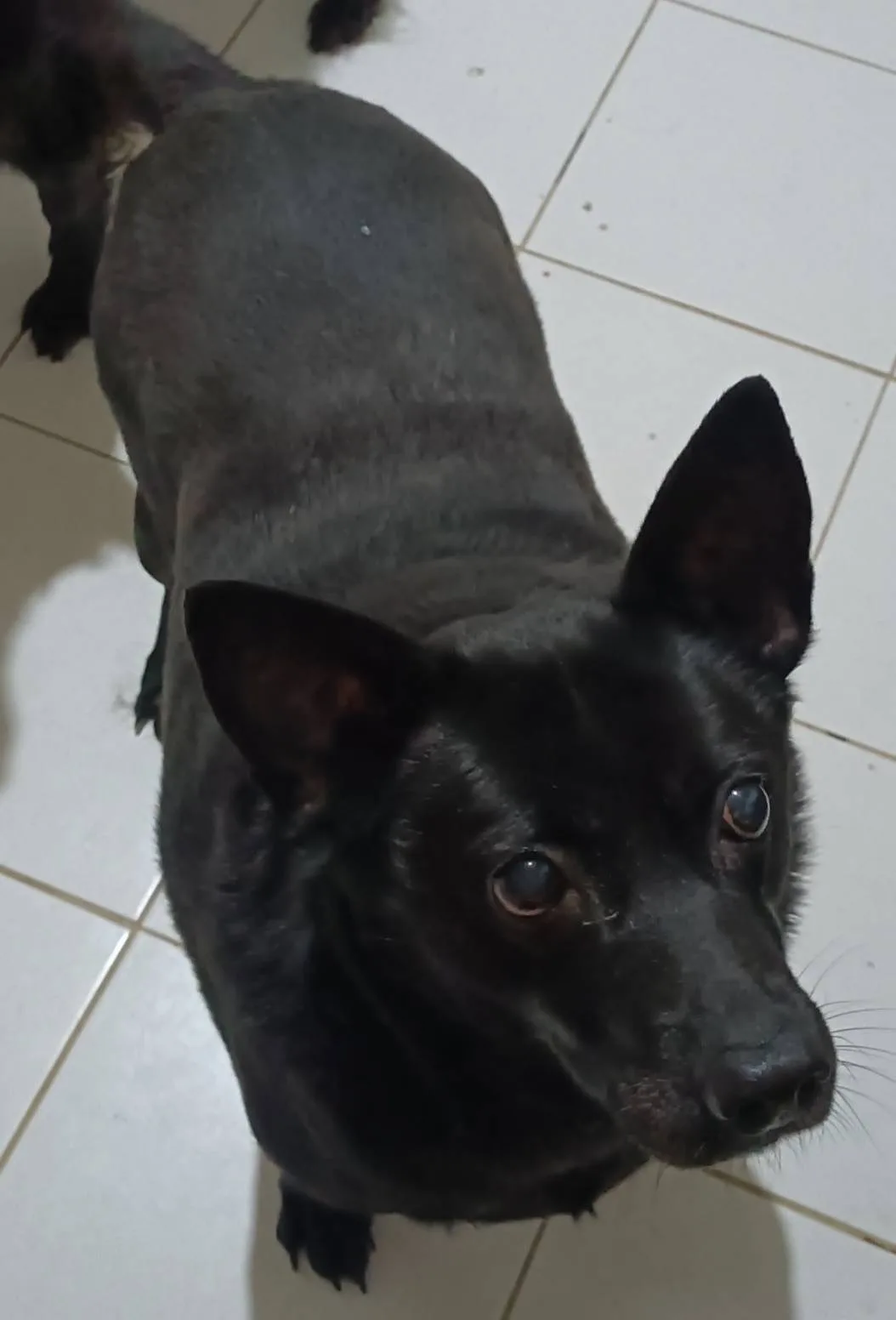 混種犬