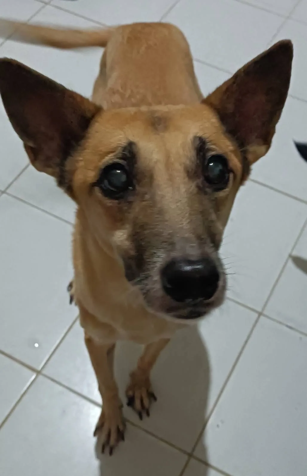 混種犬