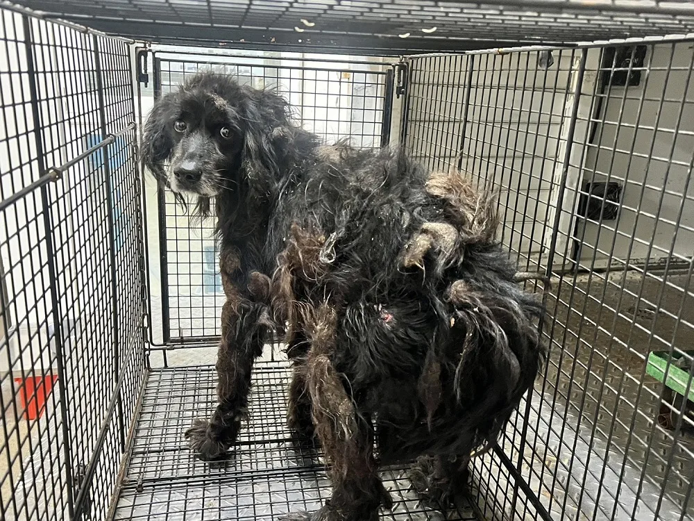 混種犬