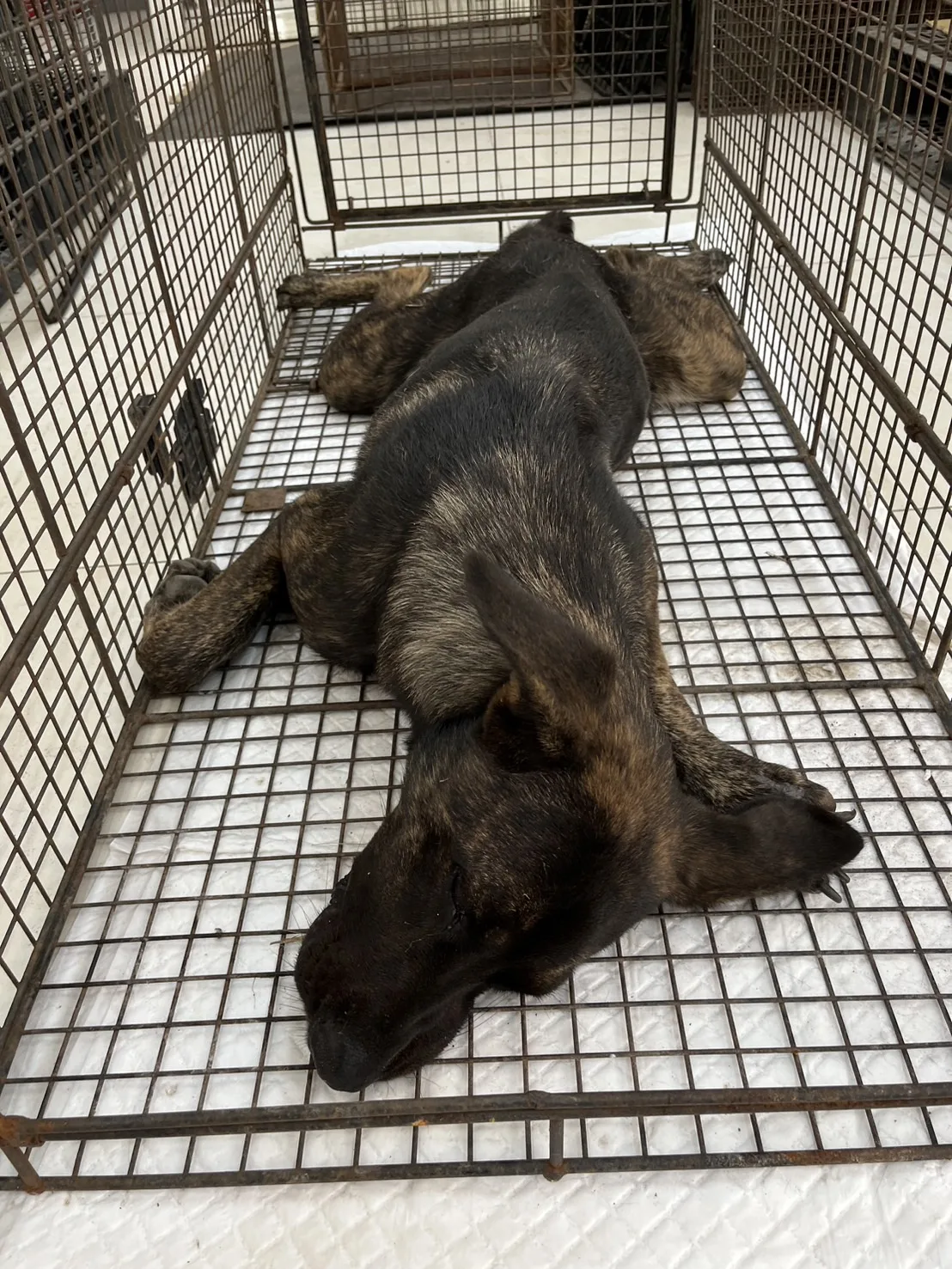 混種犬