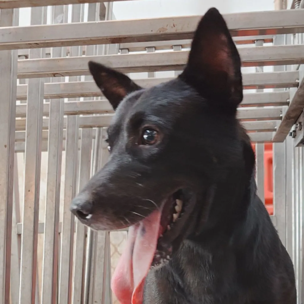 混種犬