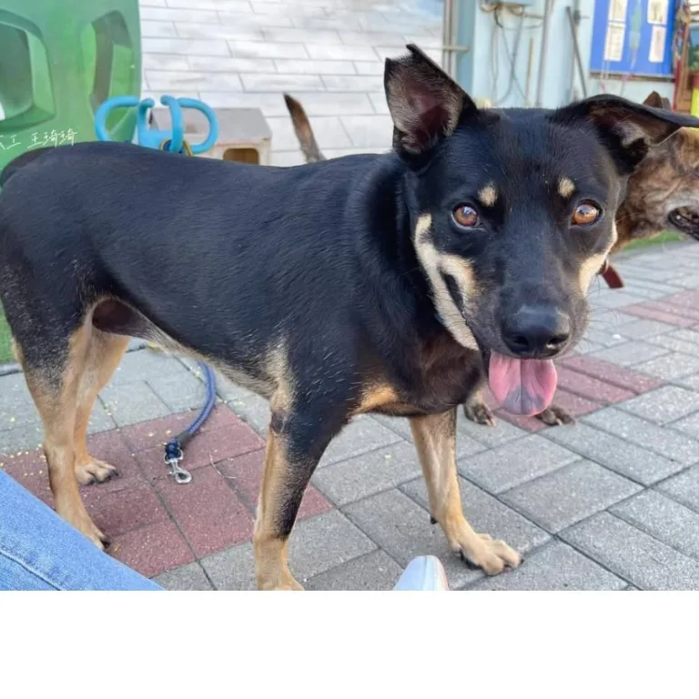 混種犬