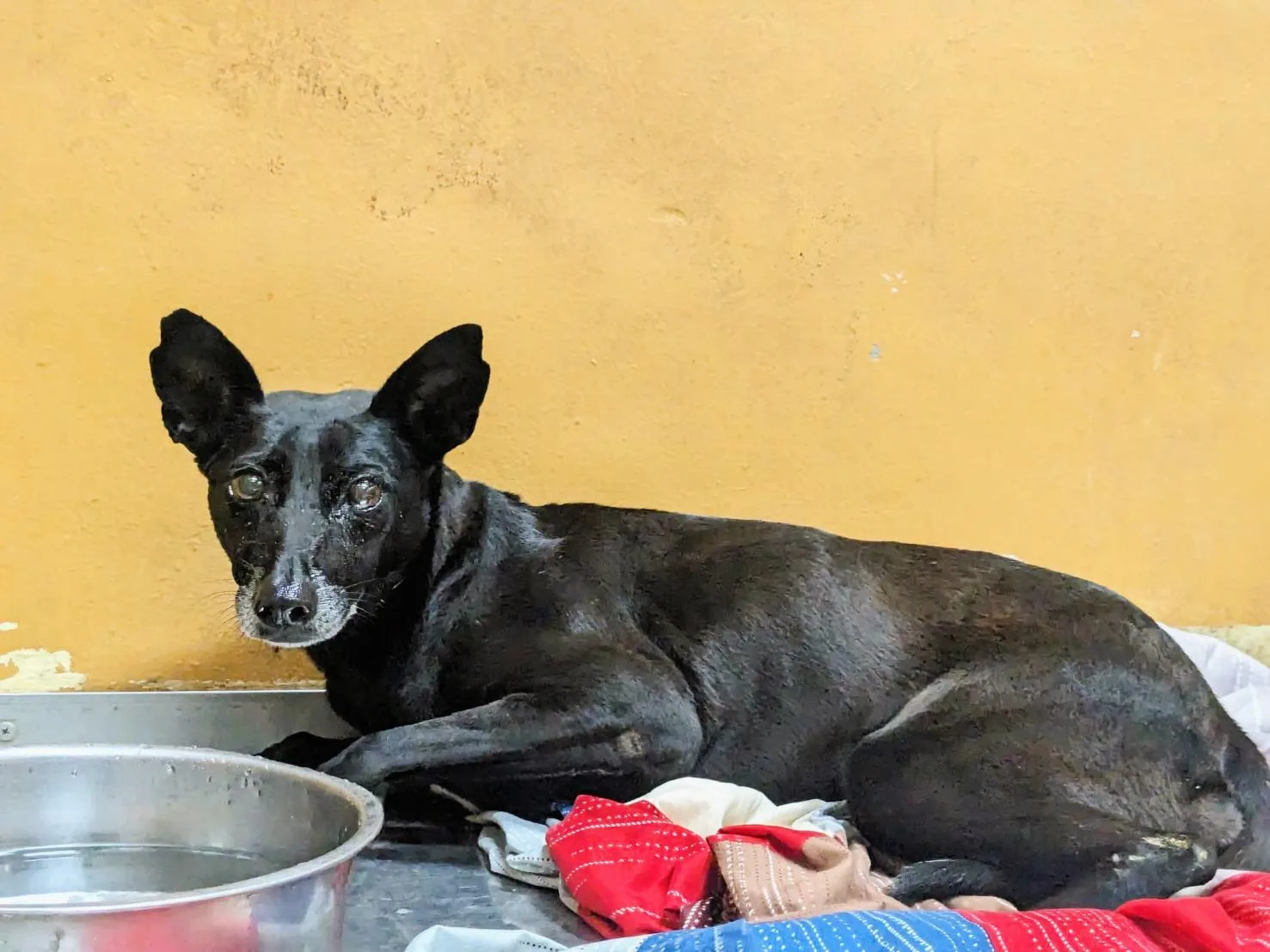 混種犬