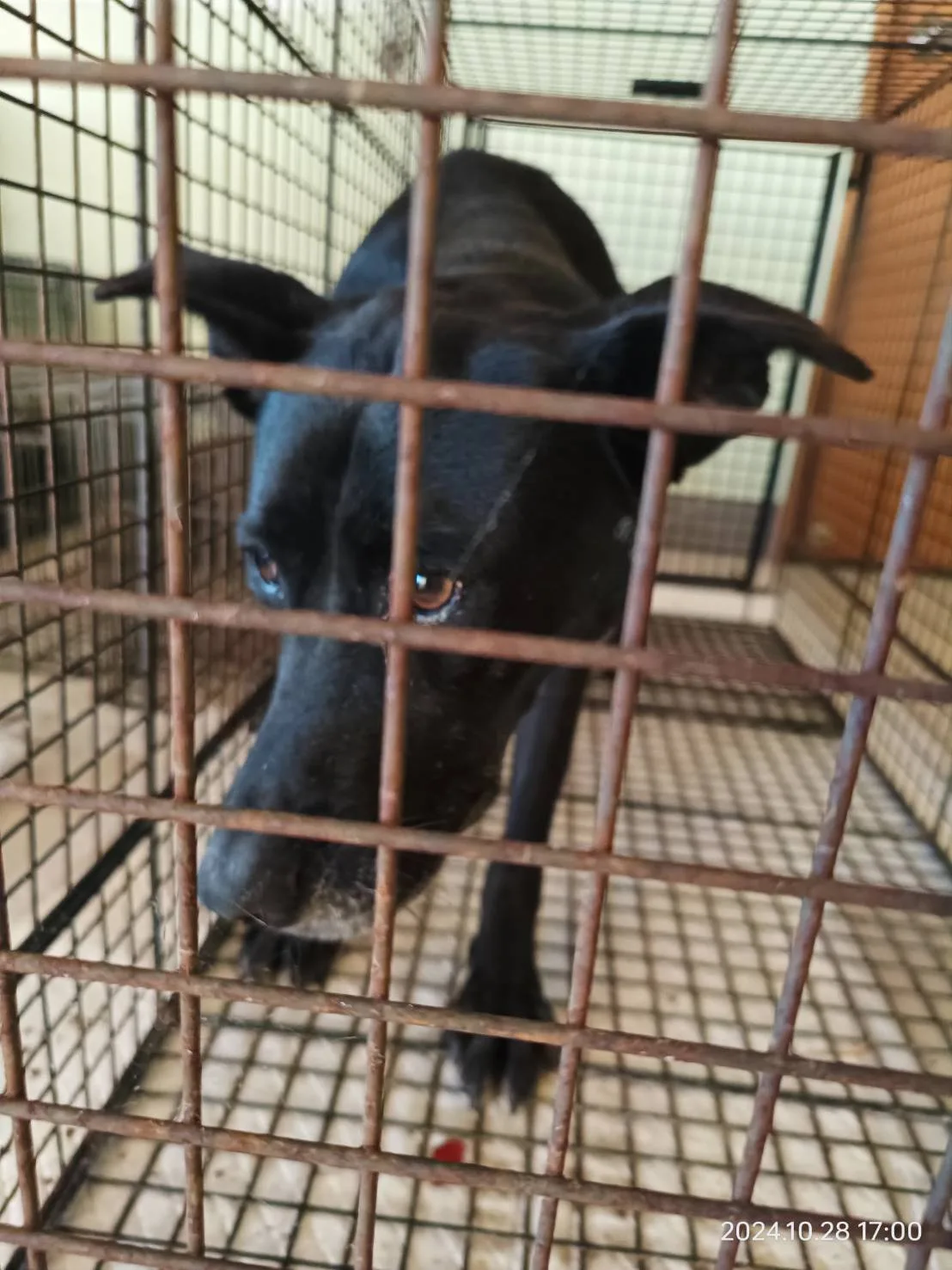 混種犬
