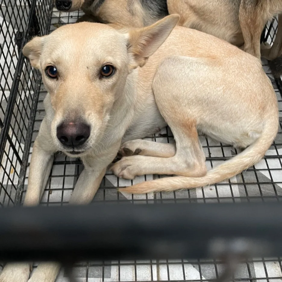混種犬