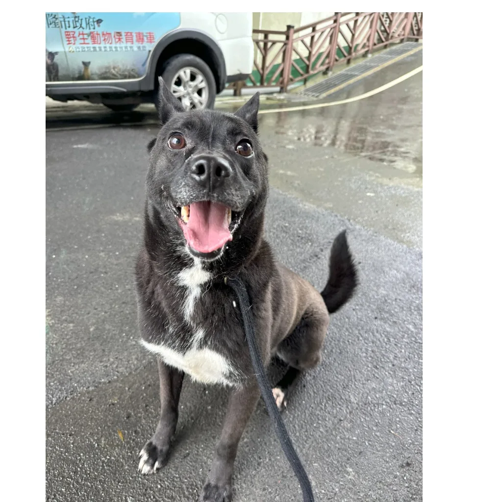 混種犬