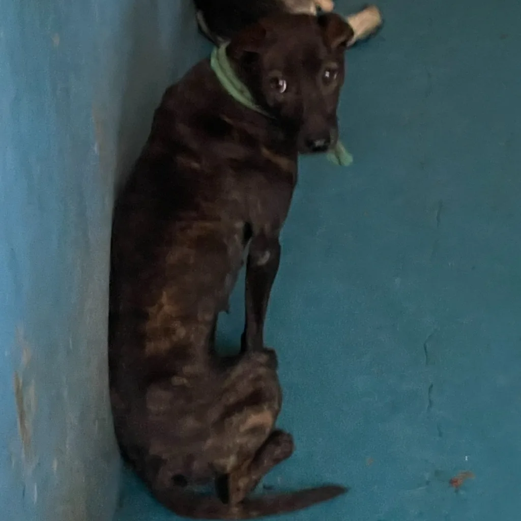 混種犬