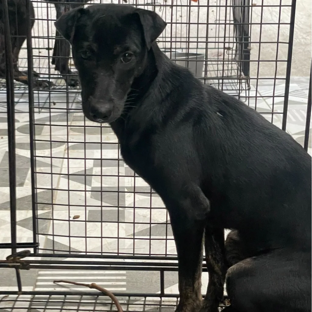 混種犬