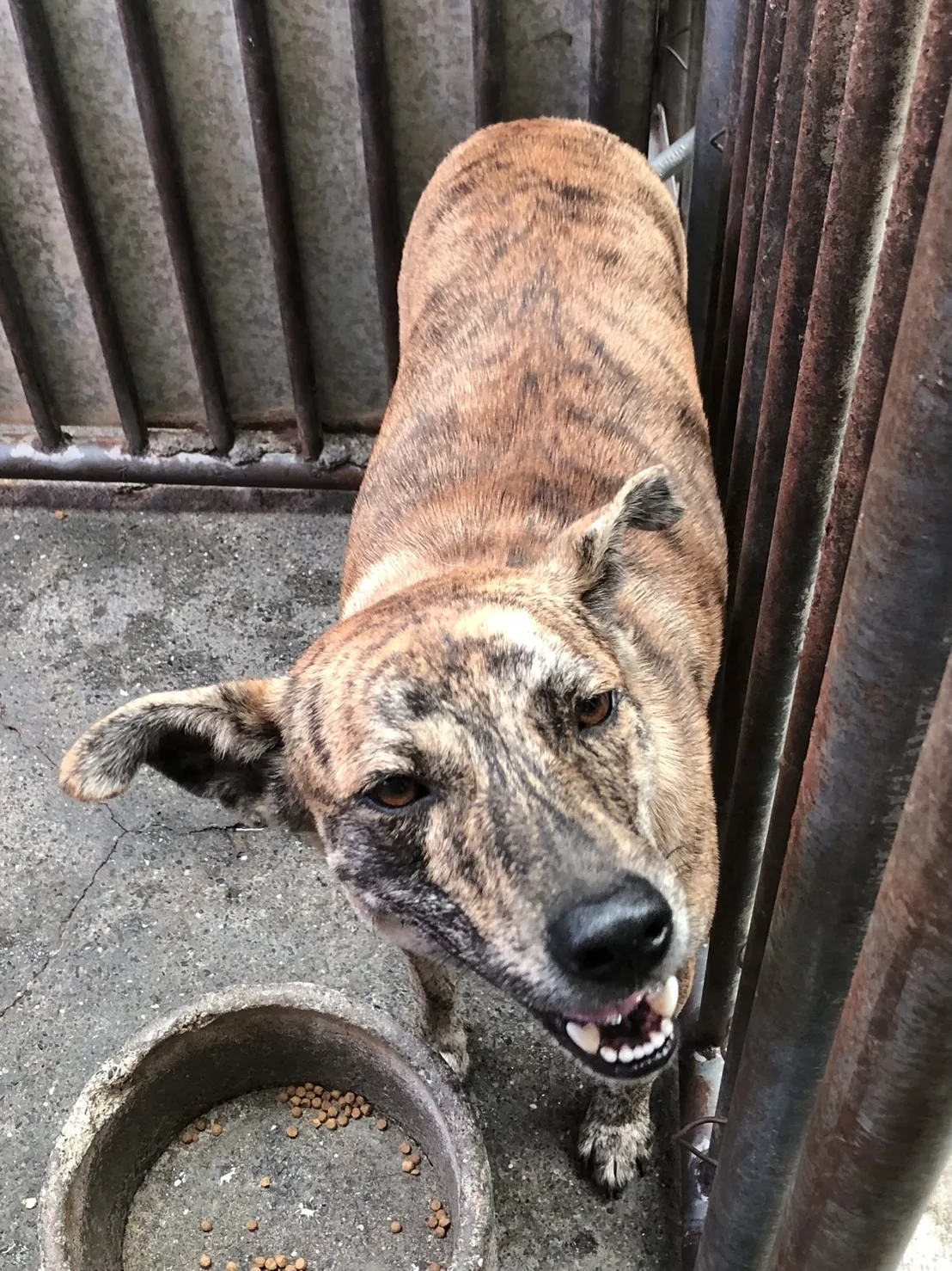 混種犬