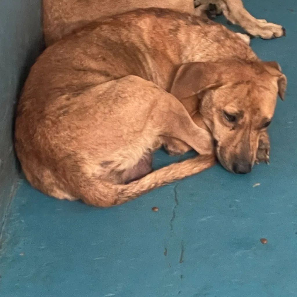 混種犬