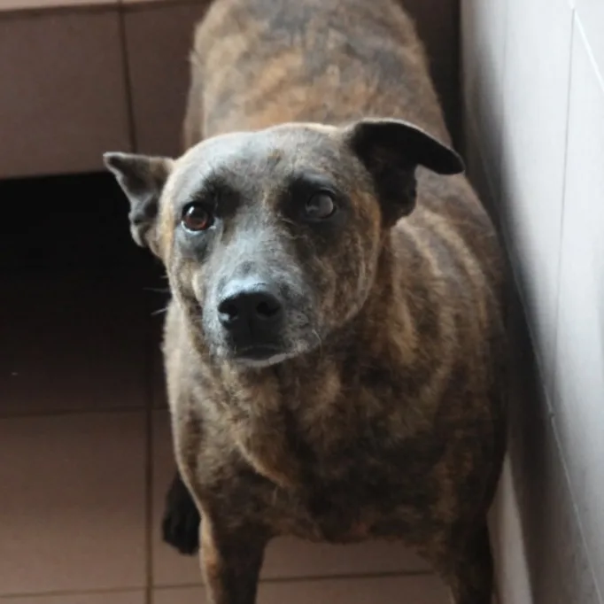 混種犬