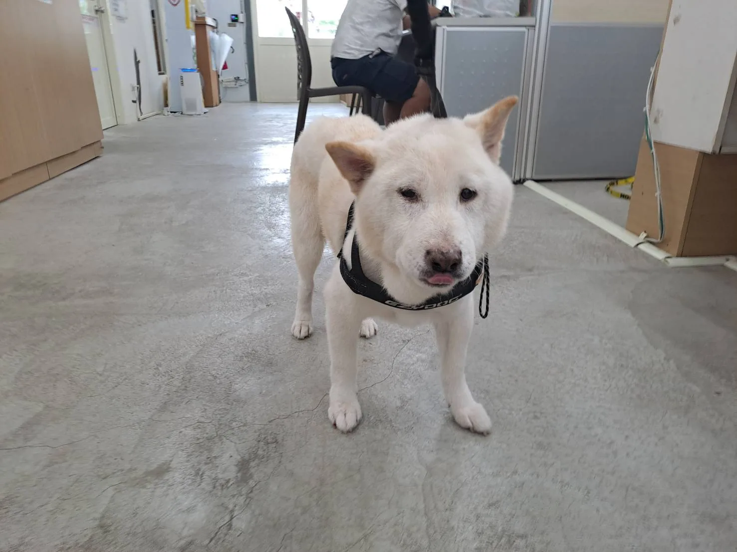 柴犬