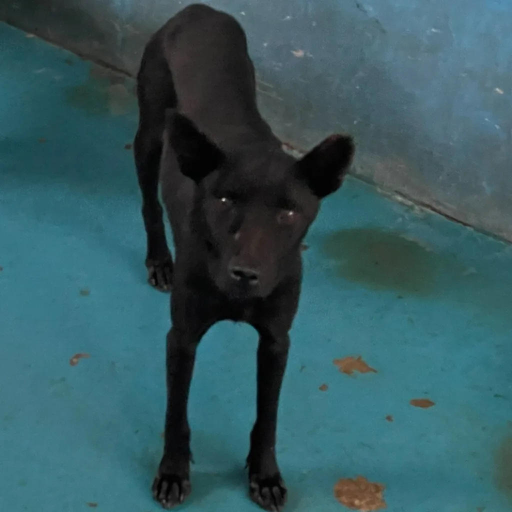 混種犬