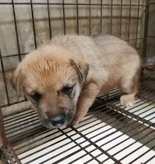 混種犬