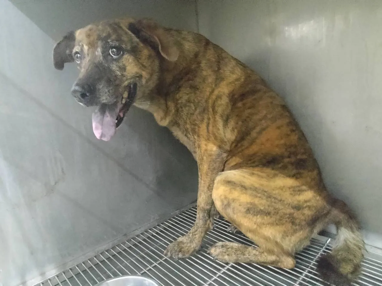 混種犬