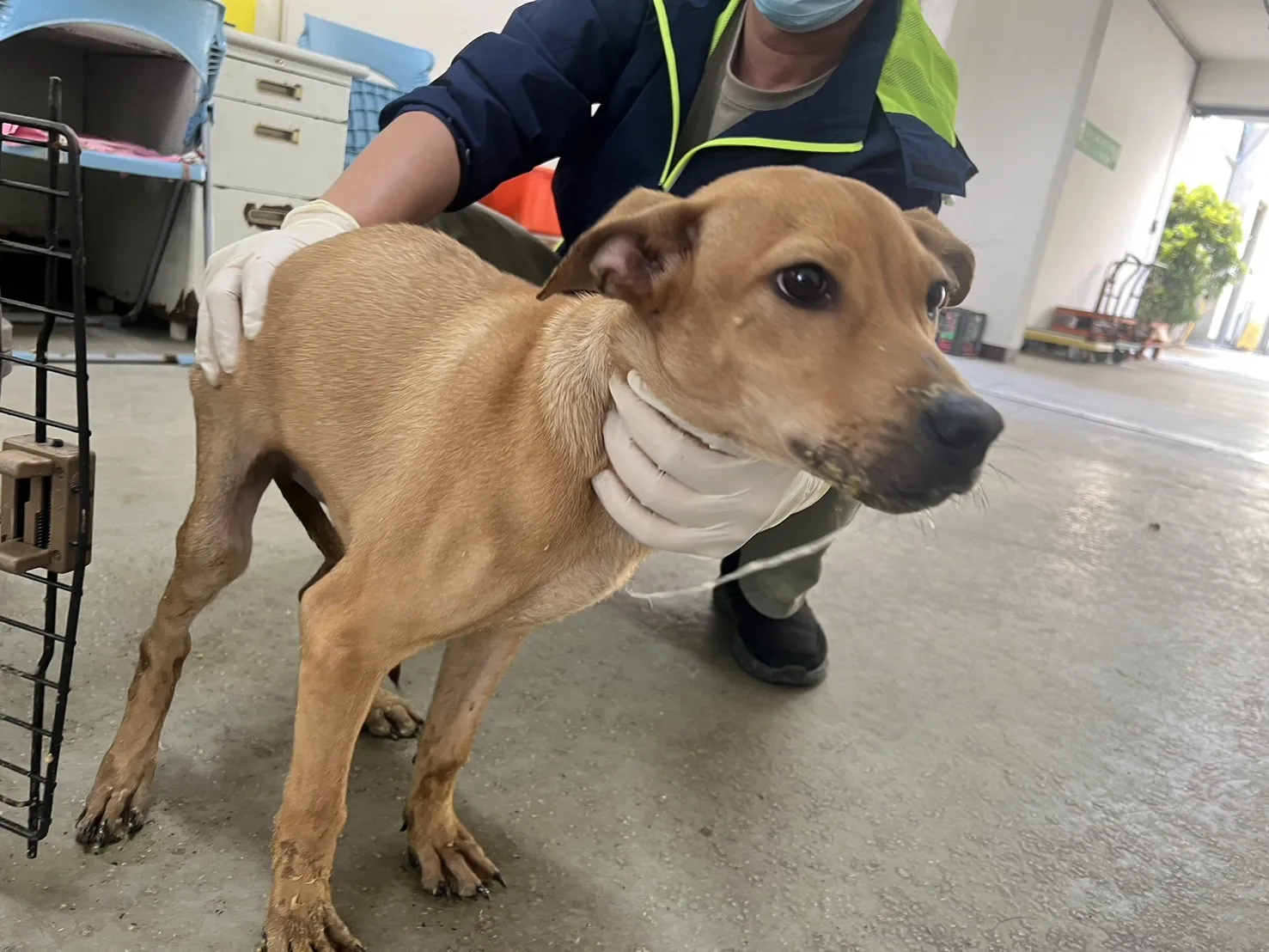 混種犬