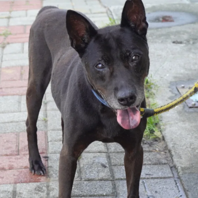 混種犬
