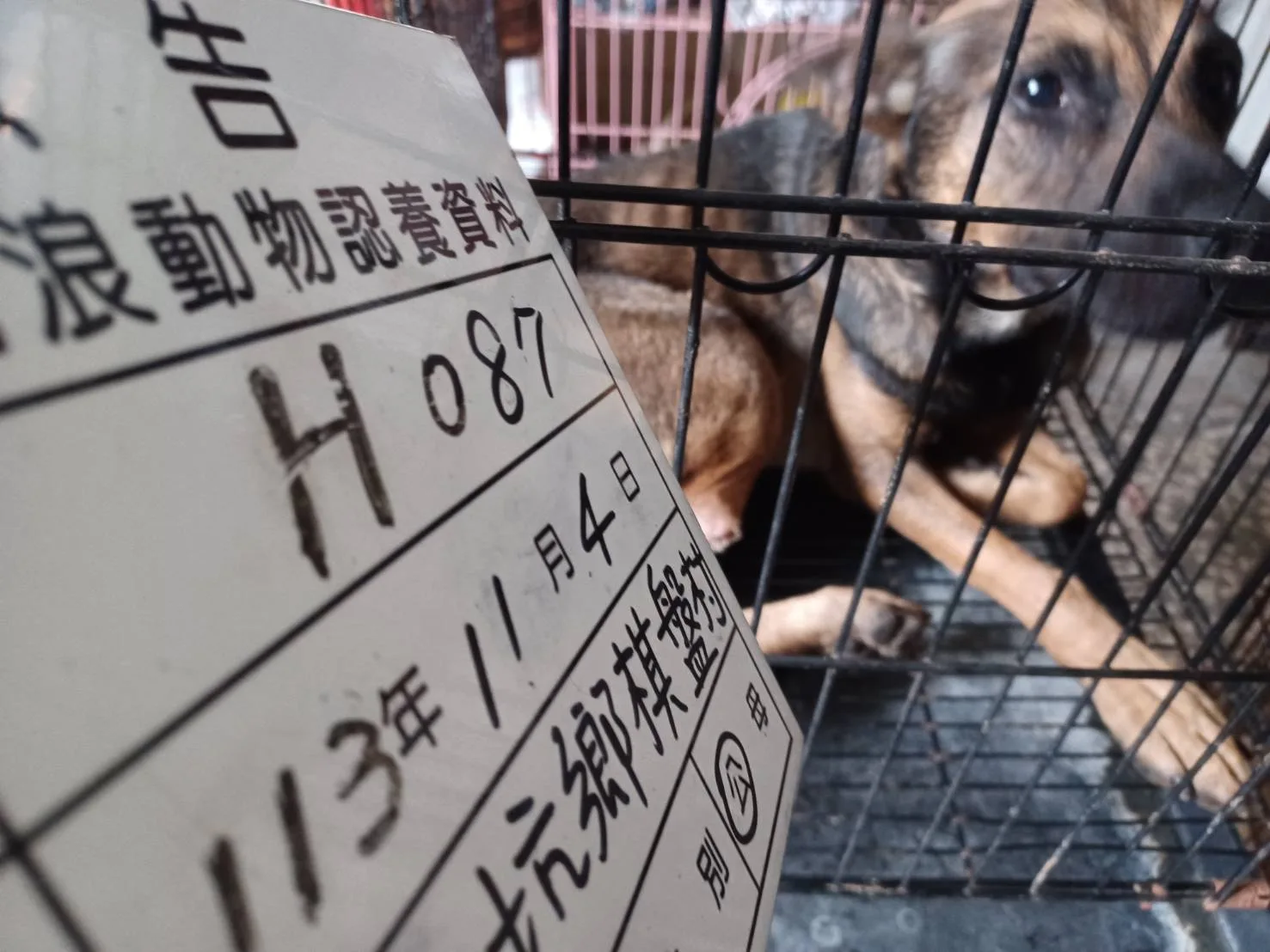 混種犬