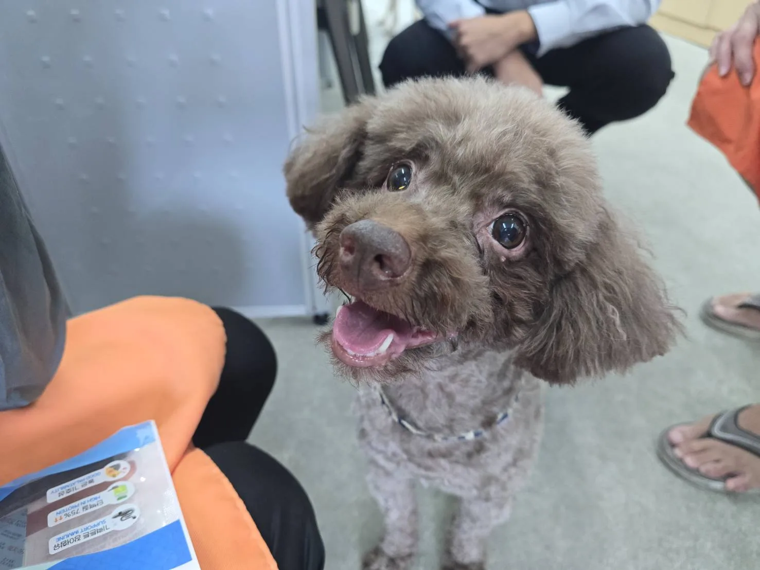 貴賓犬