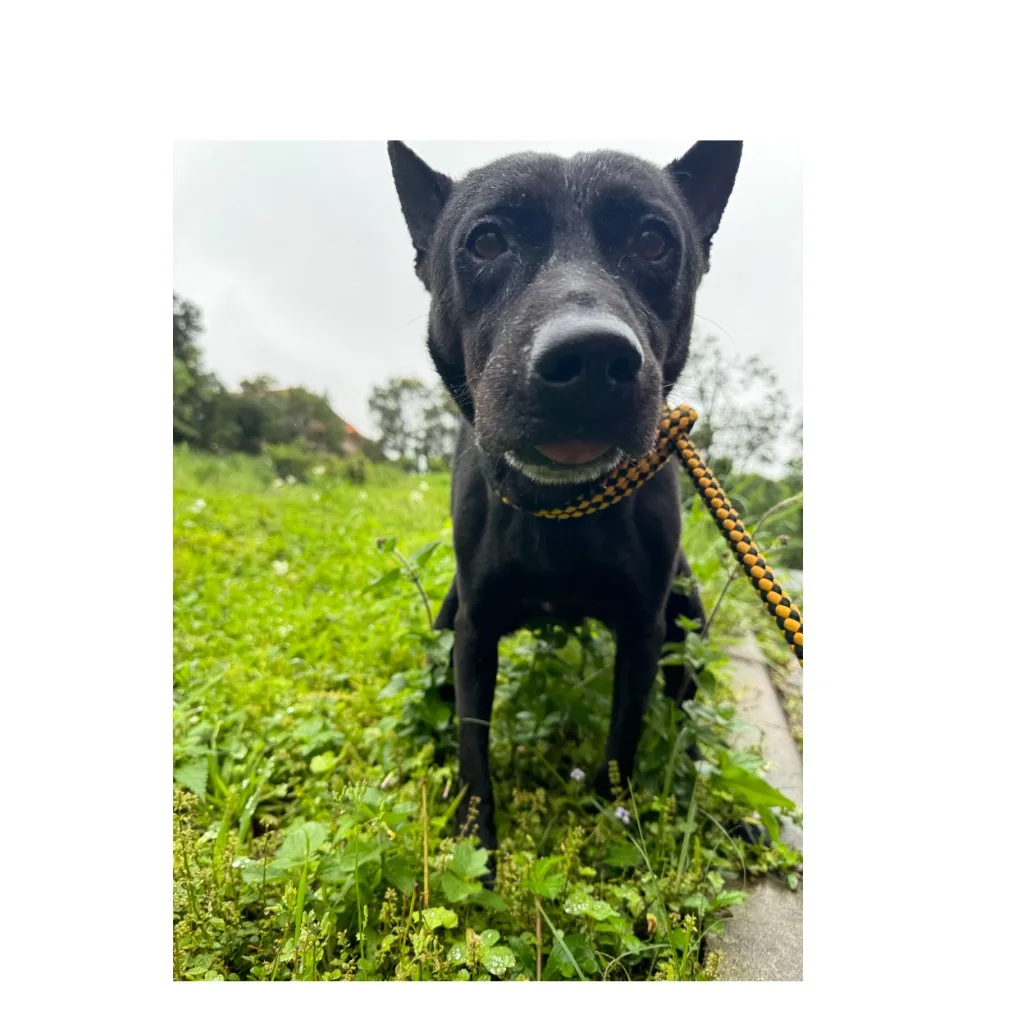 混種犬