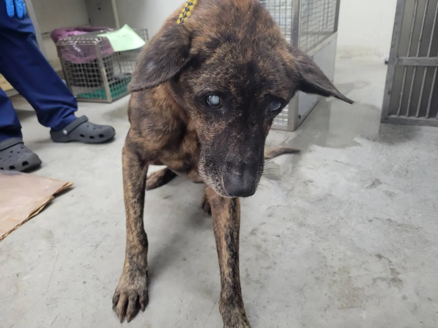 混種犬
