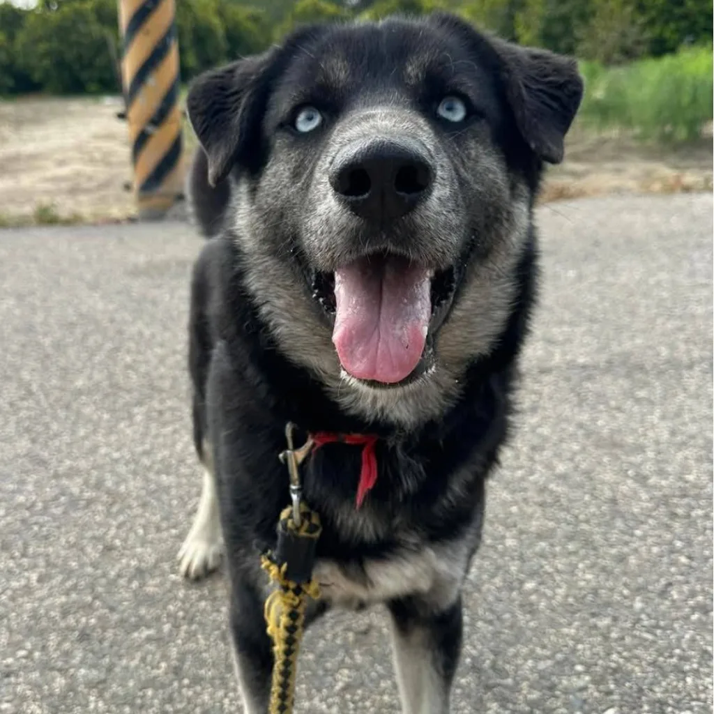 混種犬