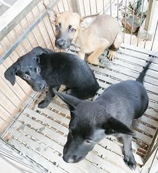 混種犬