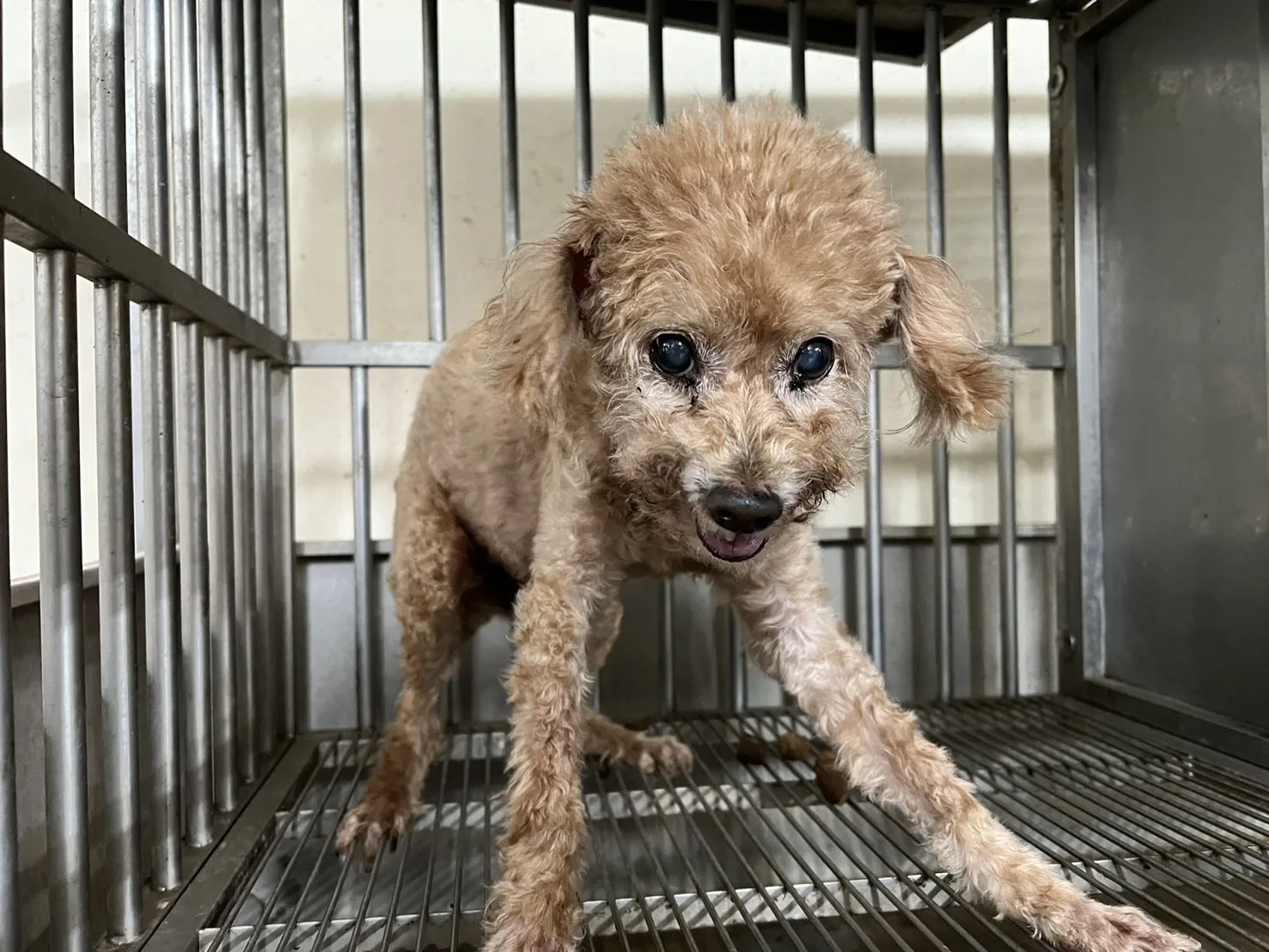 貴賓犬
