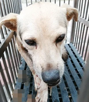 混種犬