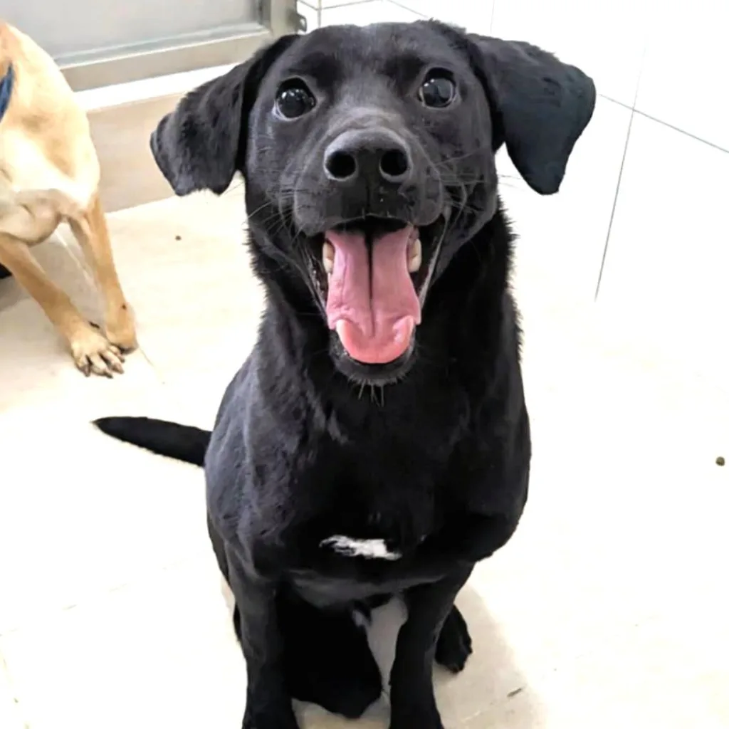 混種犬