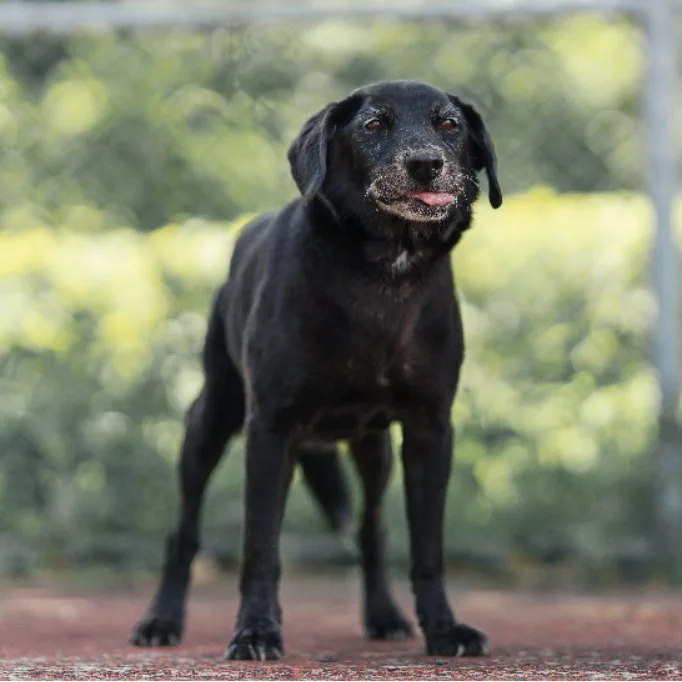 混種犬