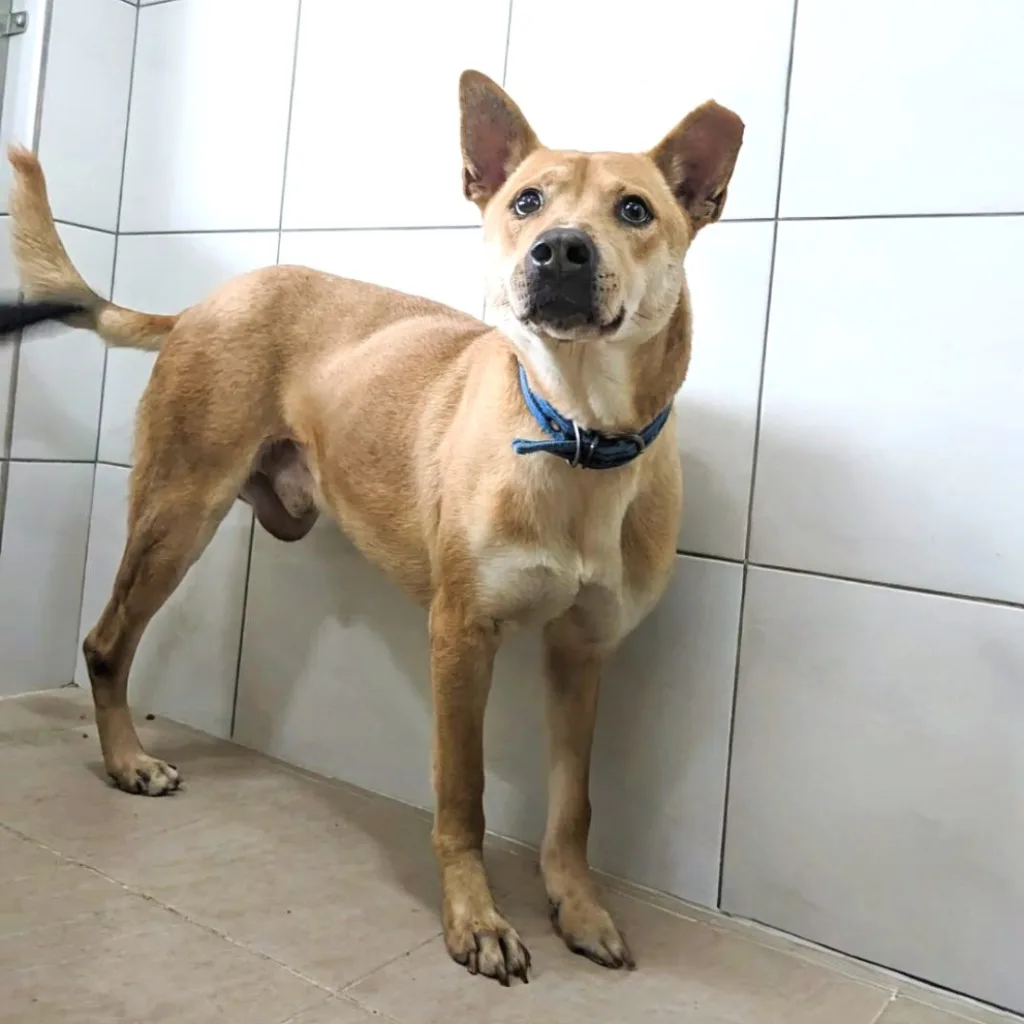 混種犬