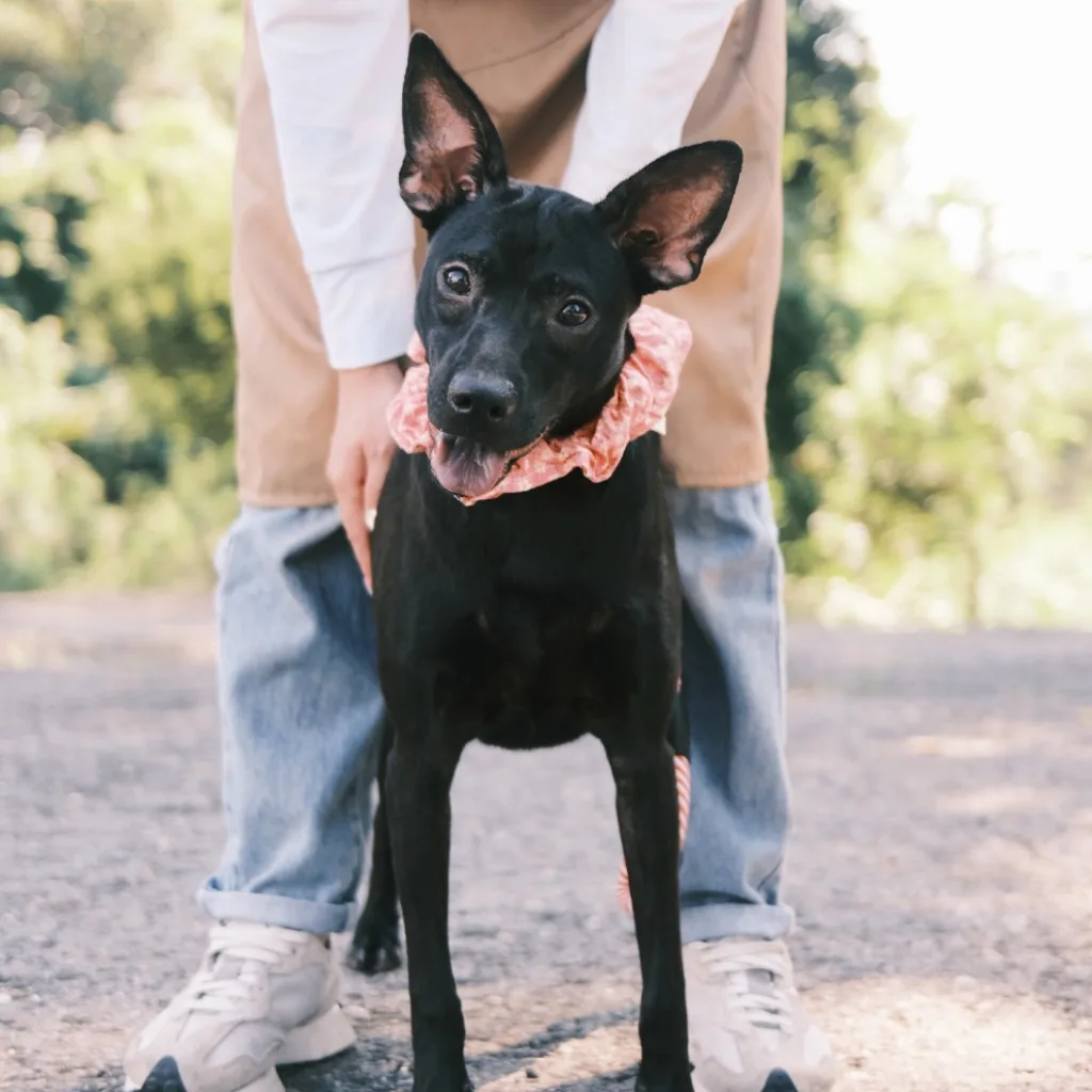 混種犬