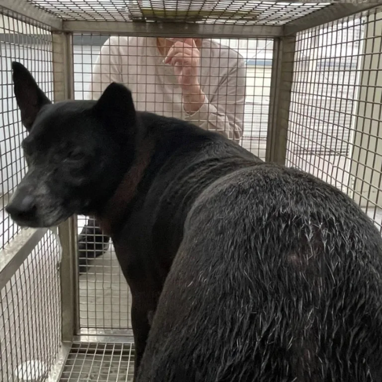 混種犬