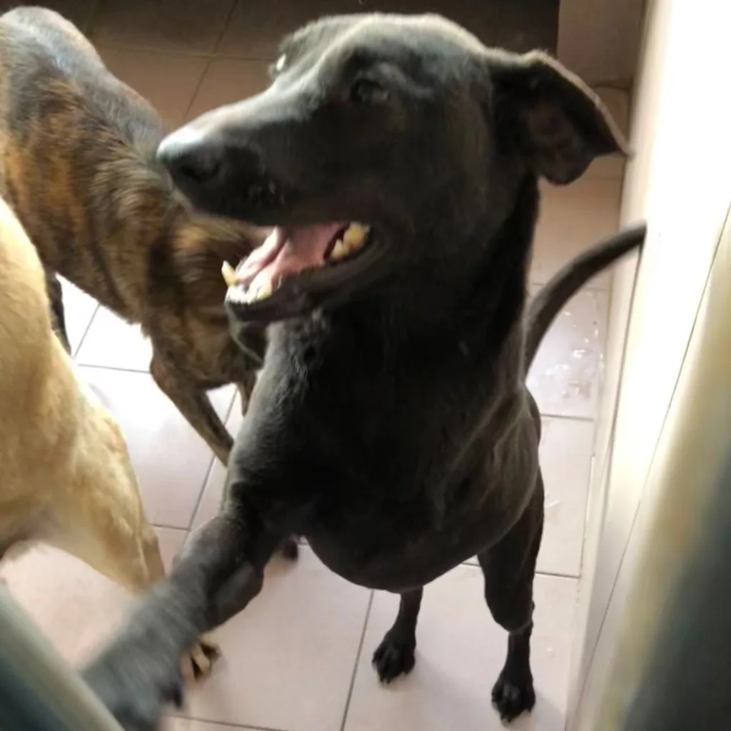 混種犬