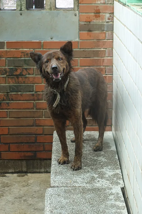 混種犬