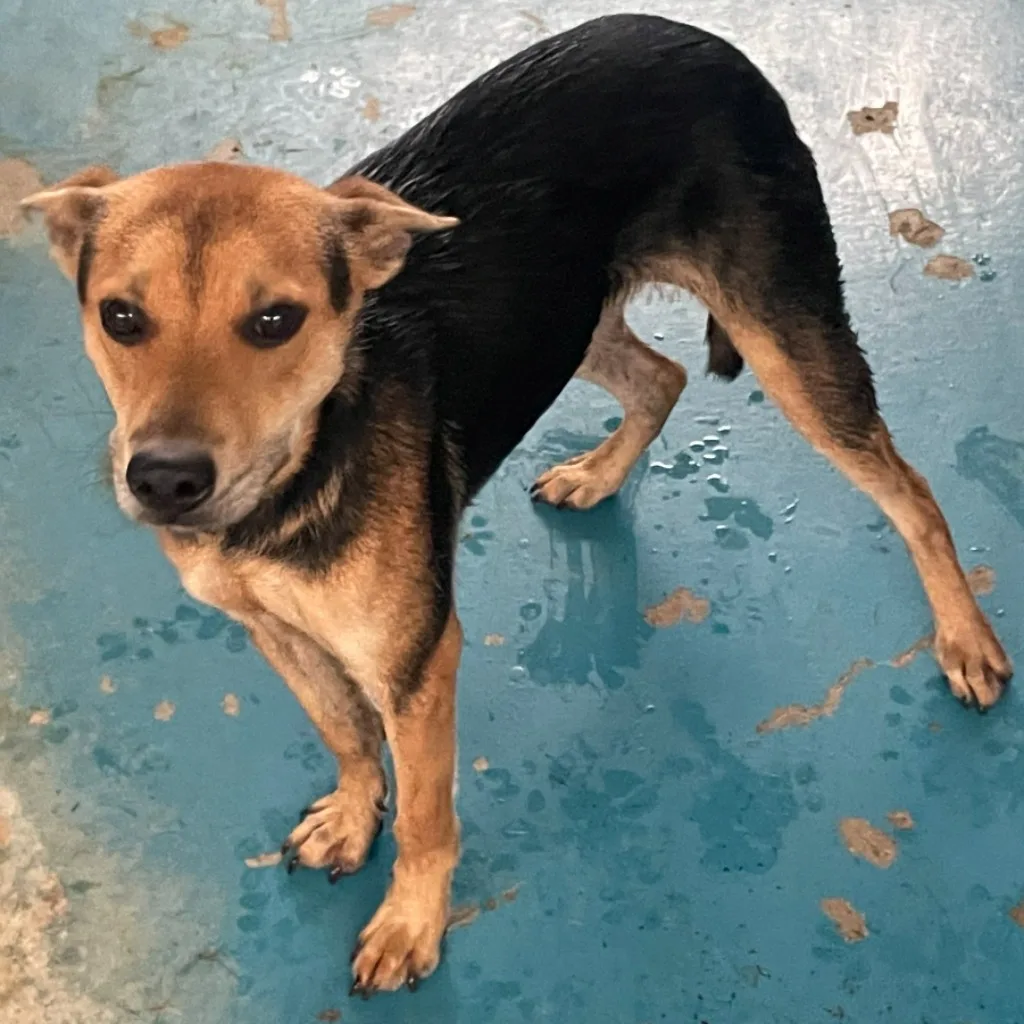 混種犬