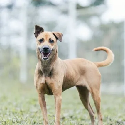 混種犬
