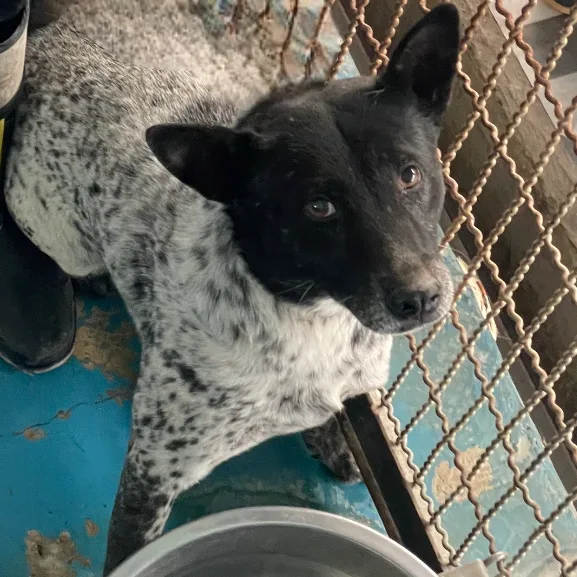 混種犬