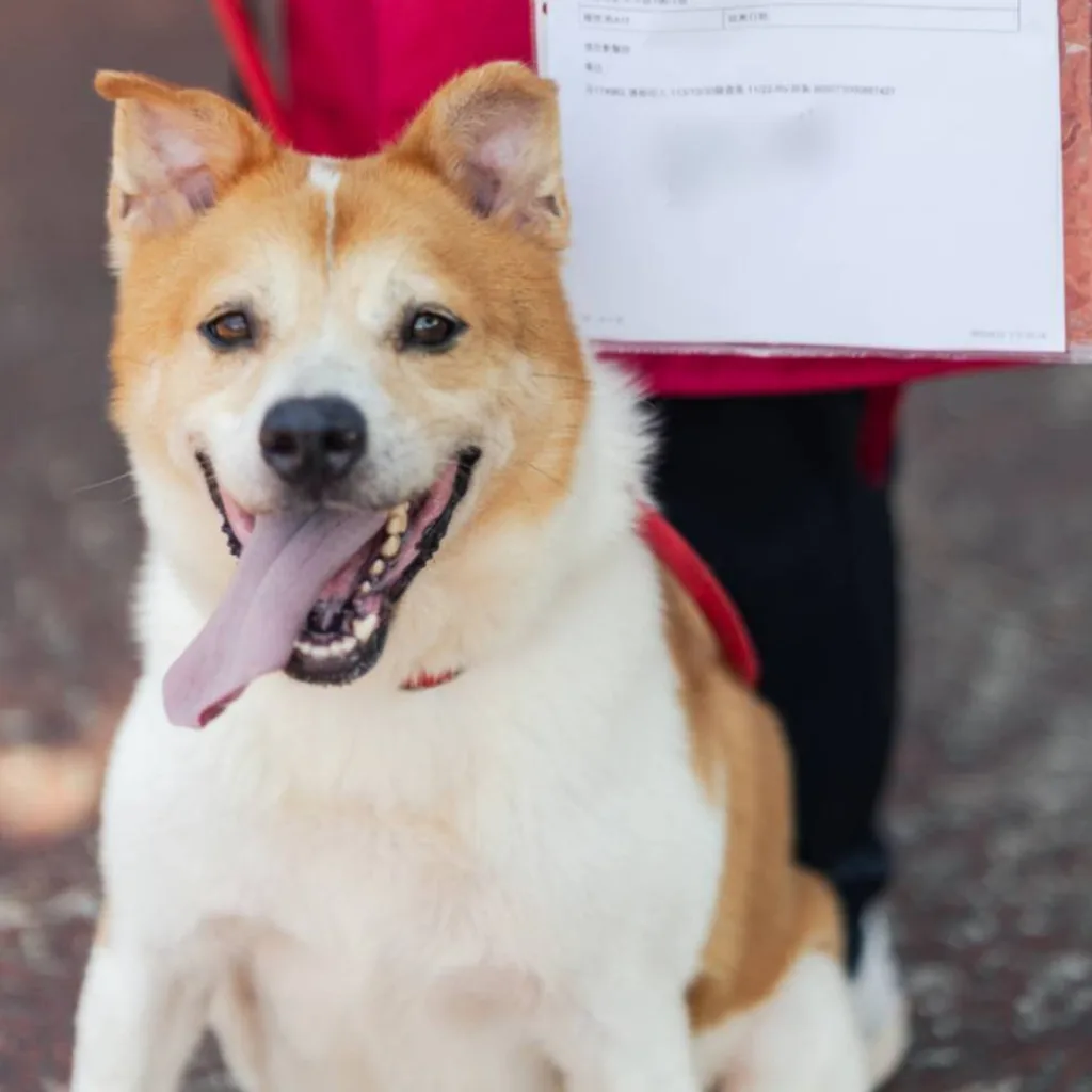 混種犬